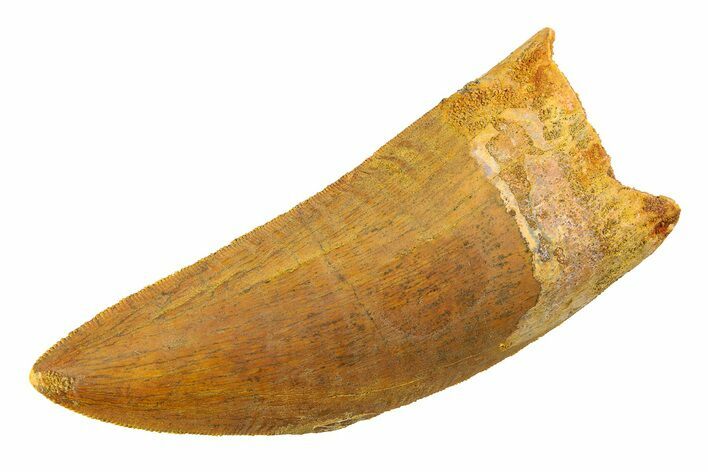 Serrated Carcharodontosaurus Tooth - Huge Dinosaur Tooth #351734
